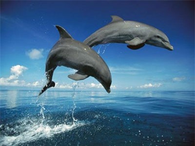 Khám phá sửng sốt về trí nhớ 'như thần' của động vật