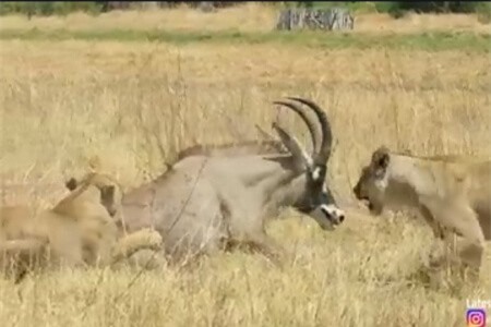 Clip: 'Chuyện lạ' linh dương rượt hai con sư tử chạy tán loạn