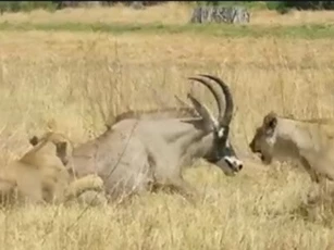 Clip: 'Chuyện lạ' linh dương rượt hai con sư tử chạy tán loạn