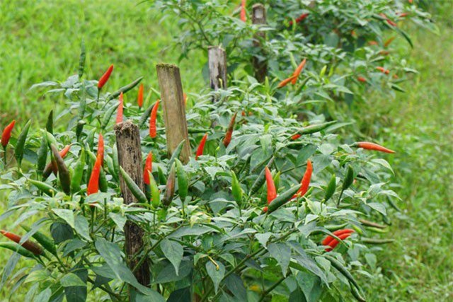 Trồng ớt trái vụ đón Tết, nông dân thu gần 1 triệu đồng mỗi ngày