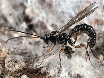 Kinh dị loài ong biến con mồi thành 'xác sống'