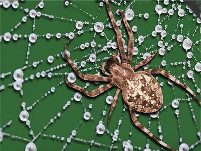 Đây là lý do vì sao tơ nhện mỏng manh mà bền gấp 5 lần thép