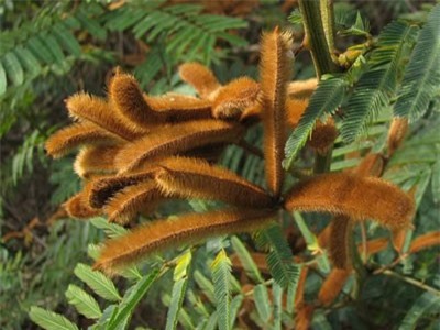 Loài cây có độc gây chết người mọc nhiều ở Việt Nam