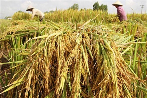 Ngành trồng trọt đặt mục tiêu xuất khẩu đạt 21 tỉ USD