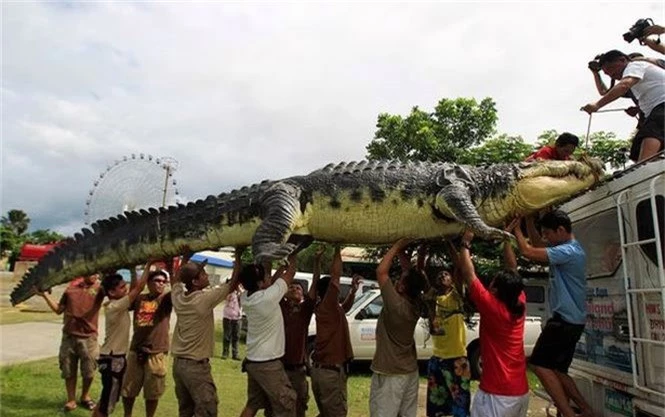 Cá sấu khổng lồ
