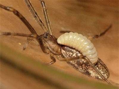 Kỳ lạ loài tò vò 'bắt hồn nhện' trong rừng rậm Amazon