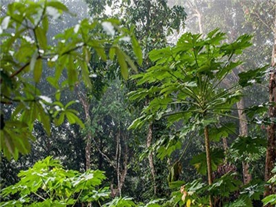 Phát hiện hợp chất ở loài cây nhiệt đới chữa khỏi ung thư tuyến tụy