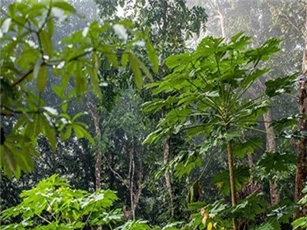 Phát hiện hợp chất ở loài cây nhiệt đới chữa khỏi ung thư tuyến tụy