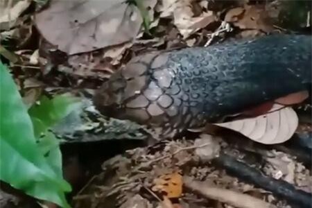 Clip: Trăn bỏ mạng sau cú phản đòn của rắn hổ mang chúa