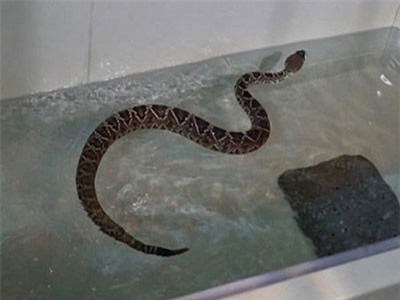 CLIP: Nhân viên sở thú ép 'rắn béo phì' giảm cân