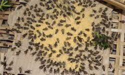 Chàng trai nghèo miền núi làm giàu nhờ... nuôi dế