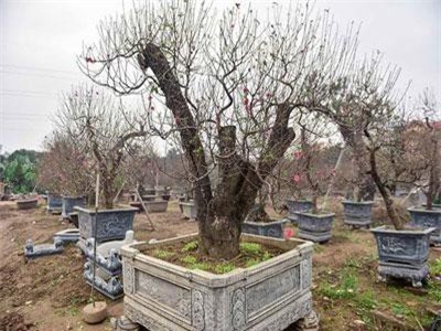 Đại gia chơi Tết: Đào cổ thụ trăm triệu/gốc, hoa hồng ngoại chục triệu đồng/chậu