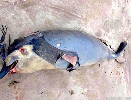 Cá voi chết dạt vào bờ biển Nghệ An