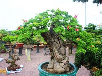 Bonsai cổ thụ dáng cực lạ giá cả trăm triệu ngóng 'đại gia' dịp Tết