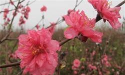 Chia sẻ kinh nghiệm chọn đào ngày Tết