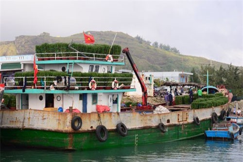 Quảng Ngãi: Hàng Tết tấp nập ra đảo Lý Sơn