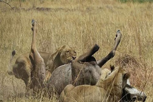 CLIP HOT (22/1): S&#x1B0; t&#x1EED; nh&#x1EAD;n c&#xE1;i k&#x1EBF;t &#x2018;&#x111;&#x1EAF;ng&#x2019; v&#xEC; t&#x1EA5;n c&#xF4;ng linh d&#x1B0;&#x1A1;ng, ch&#xE0;ng trai &#x2018;l&#xE3;nh &#x111;&#xF2;n&#x2019; v&#xEC; th&#xE1;ch th&#x1EE9;c b&#xF2; t&#xF3;t