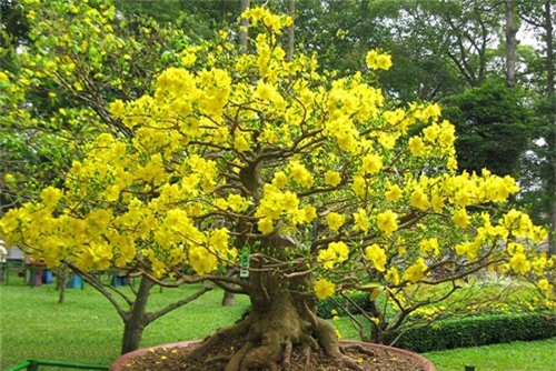 BẢN TIN TÀI CHÍNH - KINH DOANH: Xuất khẩu rau quả vượt dầu thô, mai vàng Nhơn An dự thu 30 tỷ