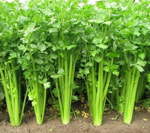 Bí quyết trồng cần tây tại nhà siêu đơn giản