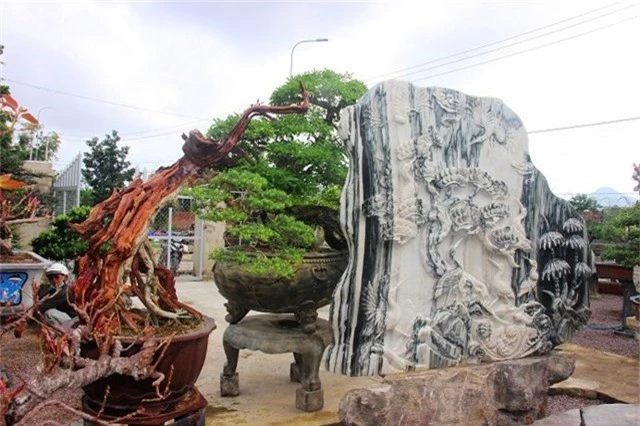 bonsai co thu dang cuc la gia ca tram trieu ngong 