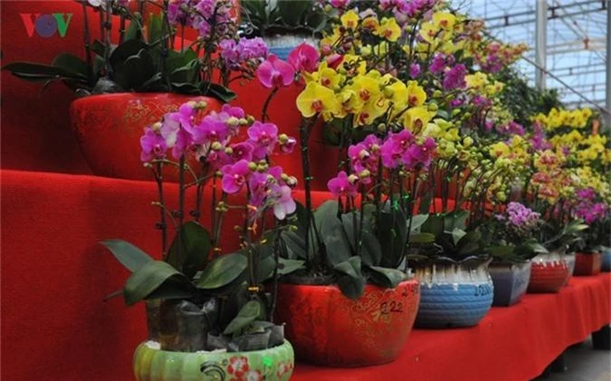 Lan bonsai mini sieu dep gay sot thi truong Tet Ky Hoi 2019-Hinh-13