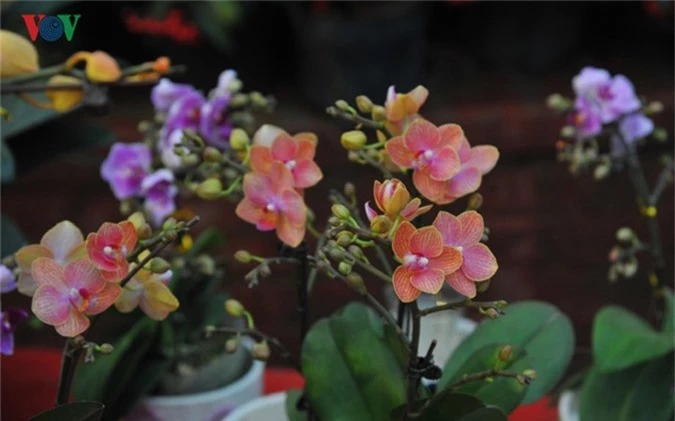 Lan bonsai mini sieu dep gay sot thi truong Tet Ky Hoi 2019-Hinh-2