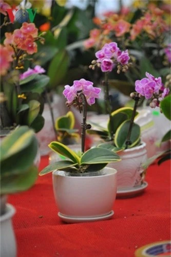 Lan bonsai mini sieu dep gay sot thi truong Tet Ky Hoi 2019-Hinh-4