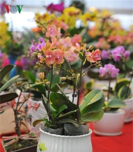 Lan bonsai mini sieu dep gay sot thi truong Tet Ky Hoi 2019-Hinh-5