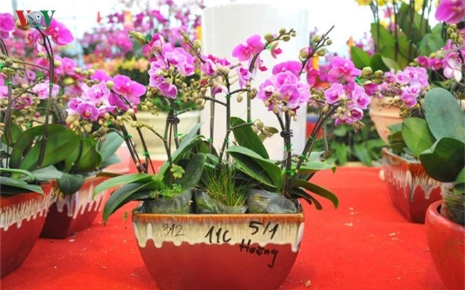 Lan bonsai mini sieu dep gay sot thi truong Tet Ky Hoi 2019-Hinh-6