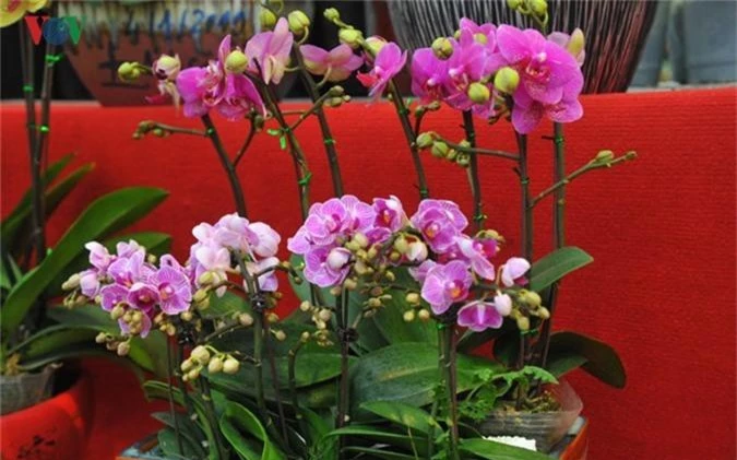 Lan bonsai mini sieu dep gay sot thi truong Tet Ky Hoi 2019-Hinh-7