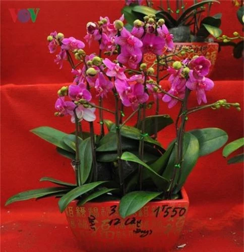 Lan bonsai mini sieu dep gay sot thi truong Tet Ky Hoi 2019-Hinh-8