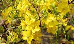 Bí quyết giúp hoa mai nở nhiều nụ và lâu tàn