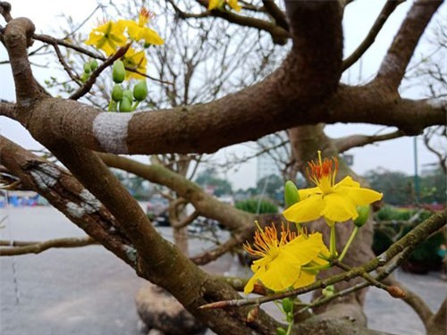 Mai cổ hơn 100 năm tuổi được ra giá trăm triệu đồng