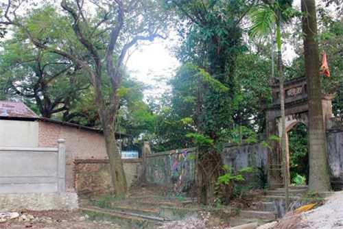 Hà Nội: Sẽ chặt hạ cây sưa trăm tỷ để dân làng “ăn tết cho ngon” ?