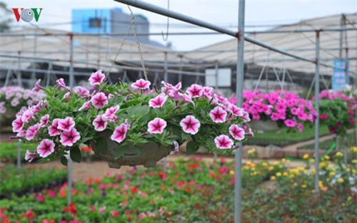 Đổ xô mua “nữ hoàng ban công” về chơi Tết với giá bình dân