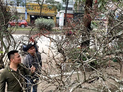 Hoa Tết: Đào rừng mốc trắng đội giá xuống Thủ đô