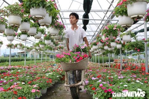 Thuê đất trồng hoa kiếm bạc tỷ dịp Tết