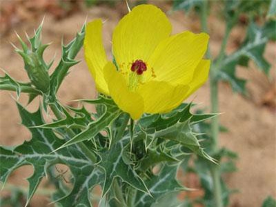 Sự thật về cây gai cua đẹp nhưng độc, có ở Việt Nam