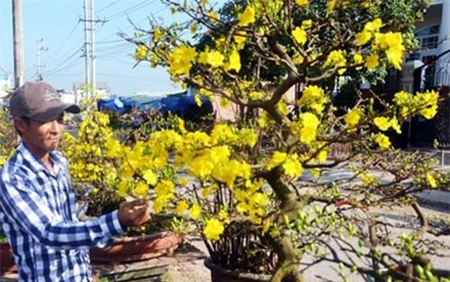 Tết năm nay nhiều nhà vườn ở Nhơn An bội thu nhờ hoa mai. Ảnh: Báo Lao động.