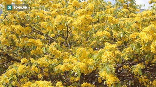 CLIP: "Choáng" với cây mai 200 năm tuổi giá 3 tỷ tại Cần Thơ