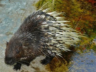 Khám phá loài nhím ở Việt Nam to gần bằng... chó