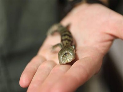 Phát hiện thằn lằn lưỡi xanh hai đầu ở Australia