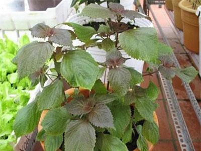 Những công thức tắm trắng bằng lá tía tô vừa an toàn vừa hiệu quả