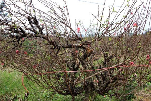 Vụ hàng trăm gốc đào bị chặt phá ở Bắc Ninh: Một chủ vườn đào nghi tự tử