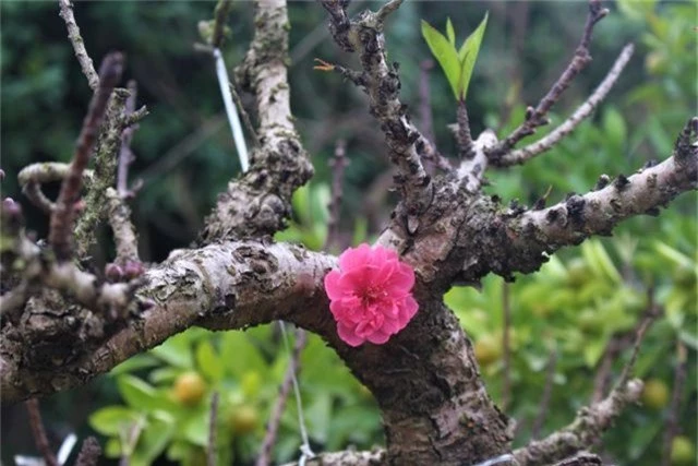 Bông đào Thất Thốn nở ở thân cây.