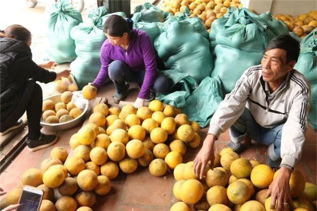 Hoa quả Tết: Hái tận vườn, bán giá khủng vẫn “cháy hàng” - 2