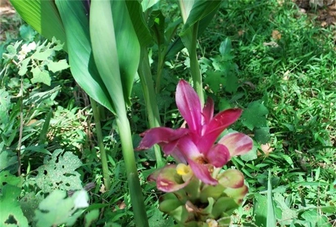 Kham pha cay nghe den pho bien nhung it nguoi biet o VN-Hinh-3