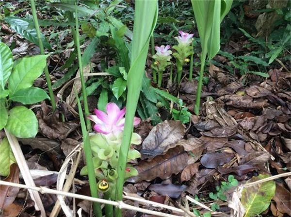 Kham pha cay nghe den pho bien nhung it nguoi biet o VN-Hinh-4