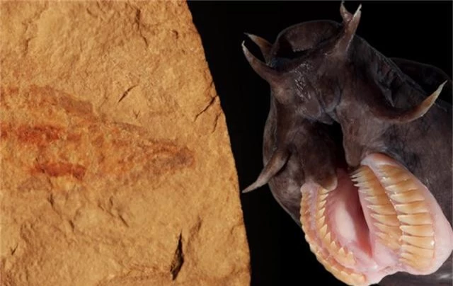 Phát hiện hoá thạch loài cá mù 100 triệu năm tuổi cực hiếm - 1