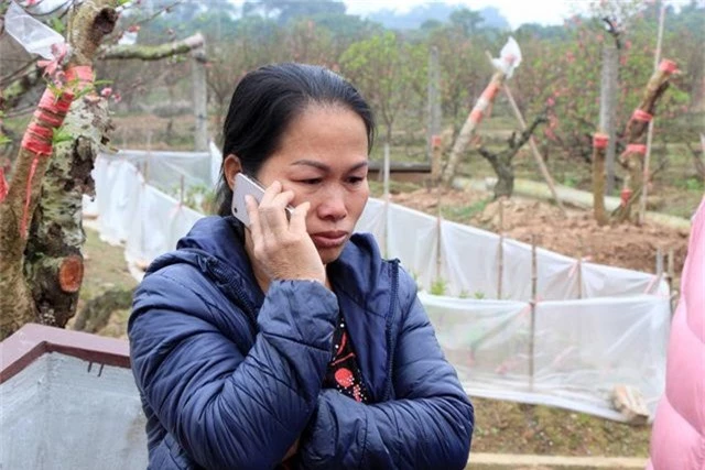 Vụ hàng trăm gốc đào bị chặt phá: Một chủ vườn đào nghi tự tử - 2